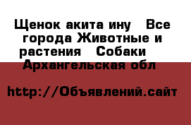 Щенок акита ину - Все города Животные и растения » Собаки   . Архангельская обл.